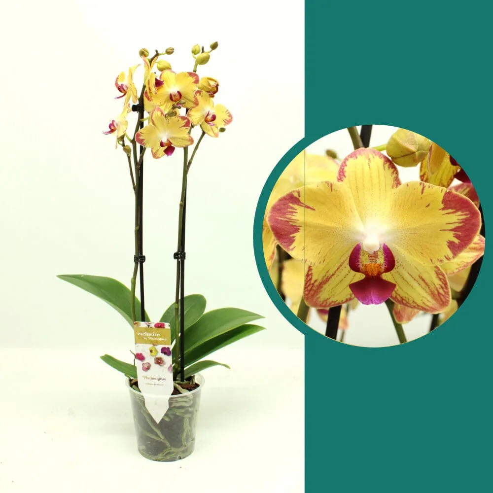 55-65cm Phalaenopsis Papagayo Twin stem Orchid 12cm Pot