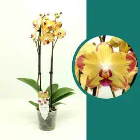 55-65cm Phalaenopsis Papagayo Twin stem Orchid 12cm Pot